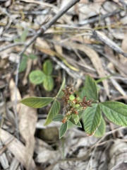 Flemingia parviflora