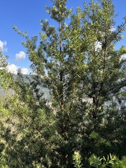 Podocarpus glomeratus