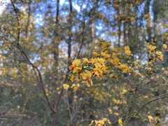 Podolobium ilicifolium