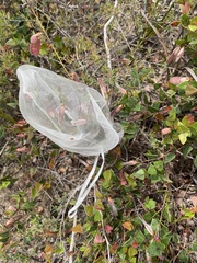 Platylobium obtusangulum