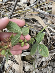 Flemingia parviflora