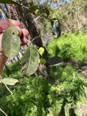 Glochidion ferdinandi