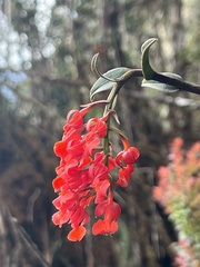 Epidendrum ardens