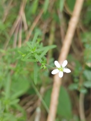 Arenaria