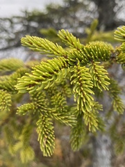 Picea rubens