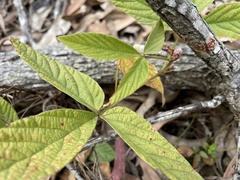 Flemingia parviflora