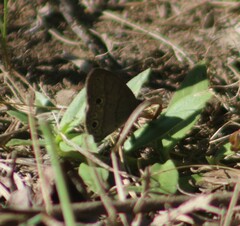 Hermeuptychia sosybius