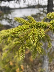 Picea rubens