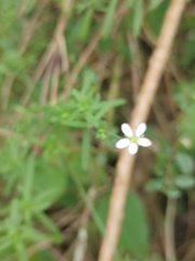 Arenaria