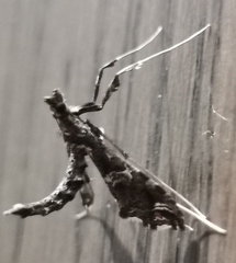 Lineodes
