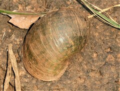 Pomacea megastoma