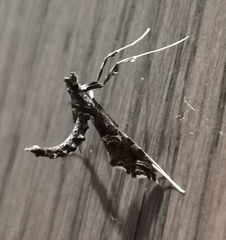 Lineodes