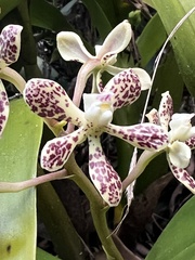 Prosthechea crassilabia