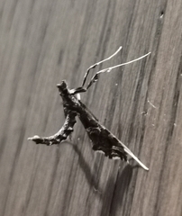 Lineodes