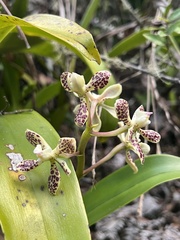 Prosthechea crassilabia