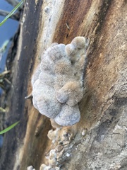 Schizophyllum commune