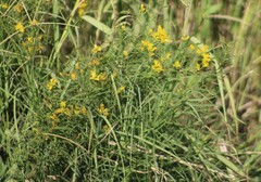 Euthamia gymnospermoides