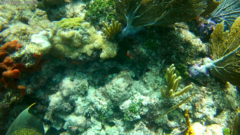 Aulostomus maculatus