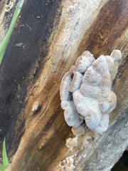 Schizophyllum commune