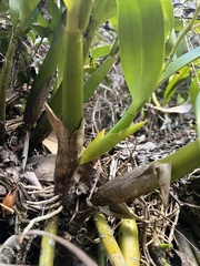 Prosthechea crassilabia