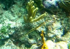 Aulostomus maculatus