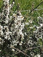 Leptospermum continentale