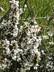 Leptospermum continentale