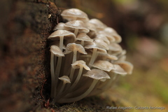 Mycena tuvara