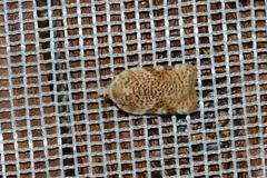 Acleris cervinana