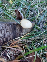Galerina