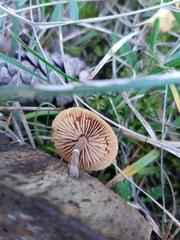 Galerina