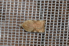 Acleris cervinana