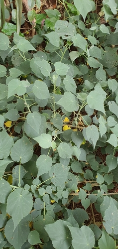 Image of Abutilon julianae by (c) Andrew Orme, some rights reserved (CC BY)