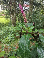 Phytolacca
