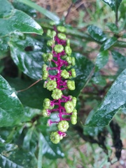 Phytolacca