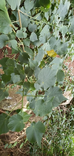 Image of Abutilon julianae by (c) Andrew Orme, some rights reserved (CC BY)