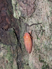 Gyponana gladia