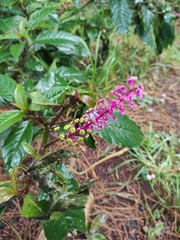 Phytolacca
