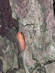 Gyponana gladia