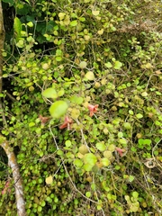 Rhabdothamnus solandri