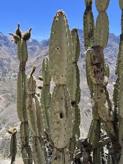 Armatocereus matucanensis