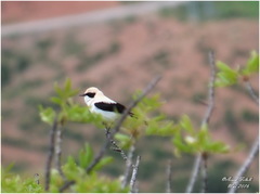Oenanthe hispanica