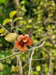 Rhabdothamnus solandri