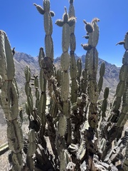 Armatocereus matucanensis