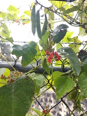 Phaseolus coccineus