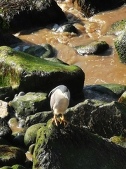 Nycticorax nycticorax