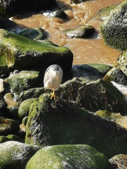 Nycticorax nycticorax