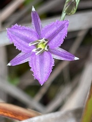 Thysanotus patersonii