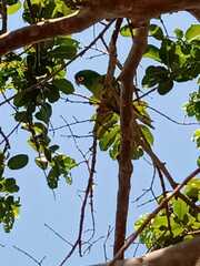 Thectocercus acuticaudatus