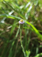 Vittadinia